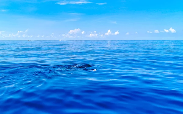 Ogromne Piękne Rekiny Wielorybów Pływa Powierzchni Wody Wycieczkę Łodzią Nurkowaniem — Zdjęcie stockowe