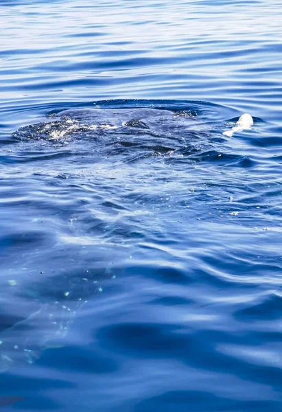 Огромная Красивая Китовая Акула Плавает Поверхности Воды Время Лодочного Тура — стоковое фото
