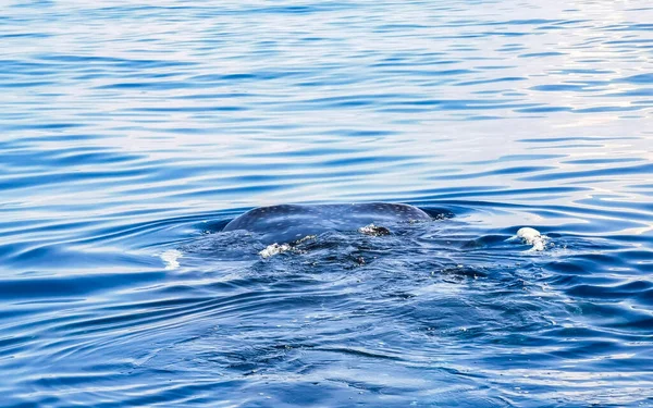 거대한 아름다운 상어는 퀸타나 멕시코에서 다이빙과 스노클링 투어에 표면에 — 스톡 사진