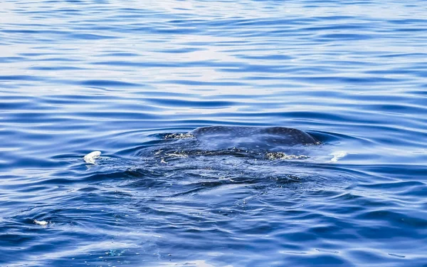 Immense Requin Baleine Nage Sur Surface Eau Bateau Avec Plongée — Photo