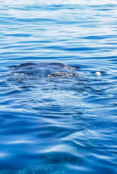 Ogromne Piękne Rekiny Wielorybów Pływa Powierzchni Wody Wycieczkę Łodzią Nurkowaniem — Zdjęcie stockowe