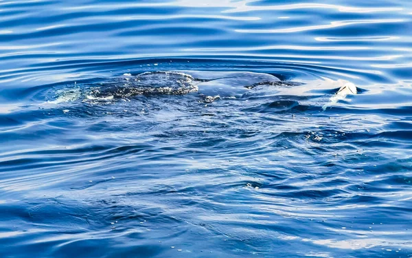巨大な美しいクジラのサメは カンクン クインタナ メキシコのダイビングとシュノーケルでボートツアーで水面に泳ぎます — ストック写真