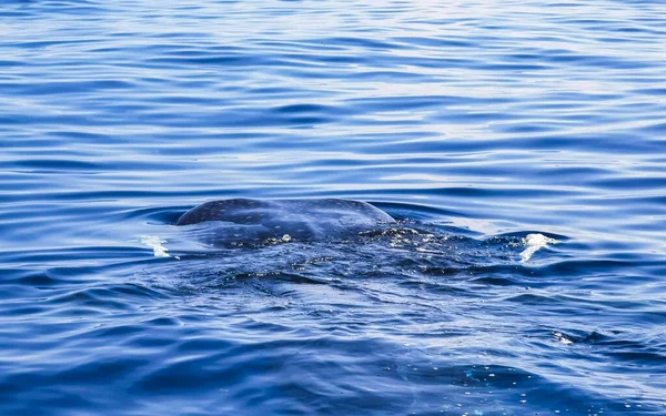 Immense Requin Baleine Nage Sur Surface Eau Bateau Avec Plongée — Photo