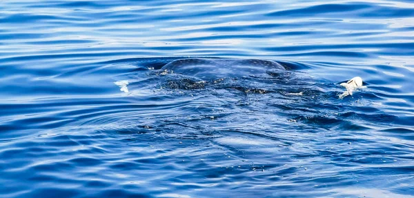 Enorme Tiburón Ballena Hermosa Nada Superficie Del Agua Barco Tour —  Fotos de Stock