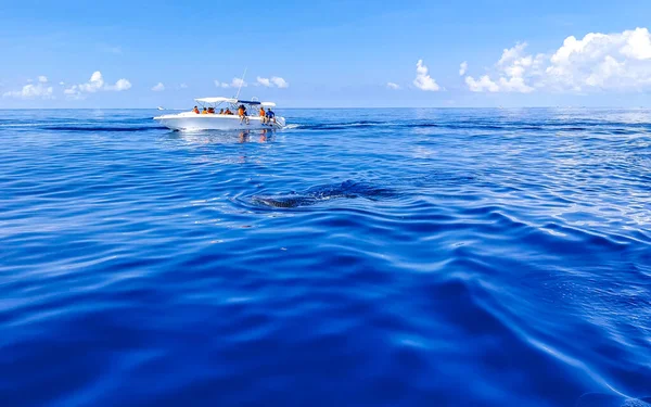 Huge Beautiful Whale Shark Swims Water Surface Boat Tour Dive — Stock Photo, Image