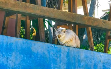 Tatlı sokak kedisi dışarıda Zicatela Puerto Escondido Oaxaca 'da uyuyor ve rahatlıyor..