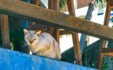 Tatlı sokak kedisi dışarıda Zicatela Puerto Escondido Oaxaca 'da uyuyor ve rahatlıyor..