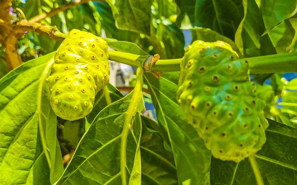 Νόνι Φρούτα Morinda Citrifolia Λουλούδια Δημοφιλή Μυρμήγκια Zicatela Puerto Escondido — Φωτογραφία Αρχείου