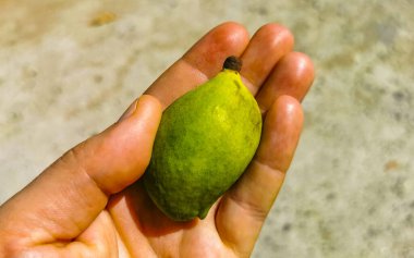 Zicatela Puerto Escondido Oaxaca Meksika 'da tropikal doğada küçük olgunlaşmamış mango..