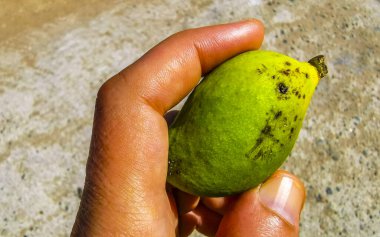 Zicatela Puerto Escondido Oaxaca Meksika 'da tropikal doğada küçük olgunlaşmamış mango..