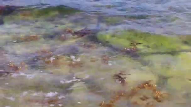 Πέτρες Βράχων Και Κοραλλιών Τυρκουάζ Πράσινο Και Μπλε Νερό Στην — Αρχείο Βίντεο