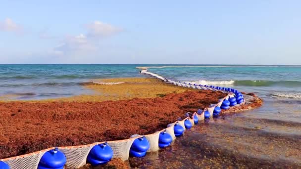 墨西哥普莱亚德尔卡门的热带美洲驯鹿海滩 在清澈碧绿的海水中 有沙加佐海藻网 这是一个令人恶心的大问题 — 图库视频影像