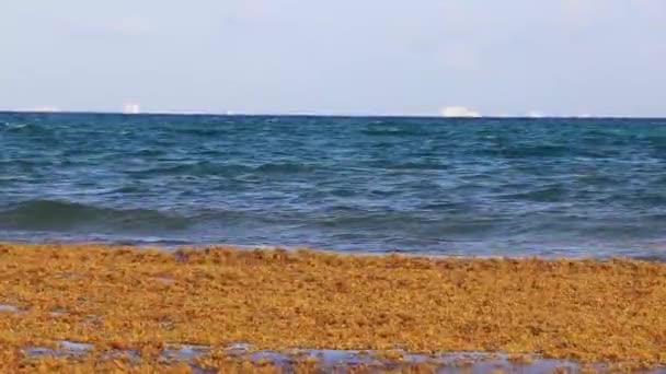 Beautiful Caribbean Beach Totally Filthy Dirty Nasty Seaweed Sargazo Problem — Stockvideo