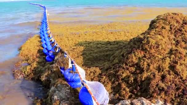 Groot Walgelijk Probleem Bij Tropisch Mexicaans Kariboenstrand Met Sargazo Zeewier — Stockvideo