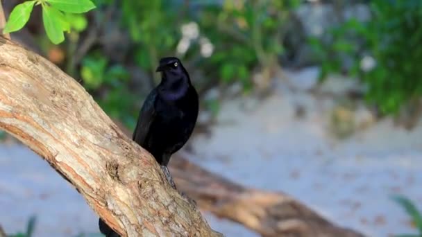 Storsvansad Grackel Fågel Sitter Växt Träd Den Tropiska Naturen Playa — Stockvideo