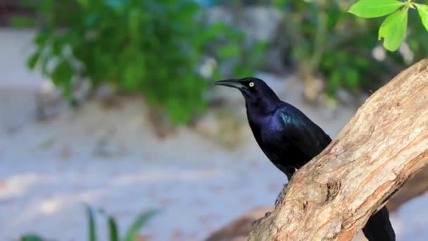 Großschwanzgrackle Vogel Sitzt Auf Pflanzbaum Der Tropischen Natur Playa Del — Stockvideo