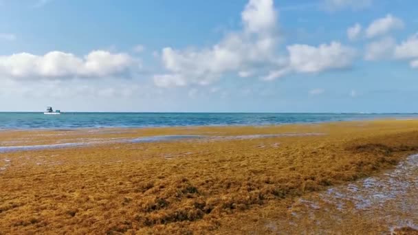 美丽的加勒比海滩完全肮脏不堪卡门 金塔纳罗奥州的海藻沙加佐问题 — 图库视频影像