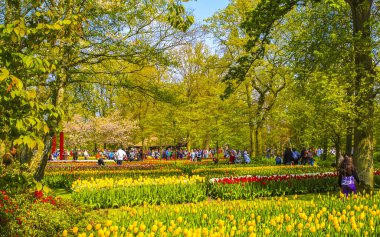 Lisse Hollanda 20 numara. Nisan 2014 Lisse Güney Hollanda 'daki Keukenhof lale parkında kırmızı turuncu laleler çiçekler ve nergisler