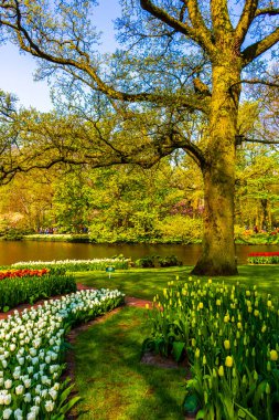 Lisse Güney Hollanda 'daki Keukenhof lale parkında kırmızı turuncu laleler çiçek ve nergisler