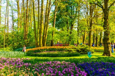 Lisse Hollanda 20 numara. Nisan 2014 Lisse Güney Hollanda 'daki Keukenhof lale parkında kırmızı turuncu laleler çiçekler ve nergisler