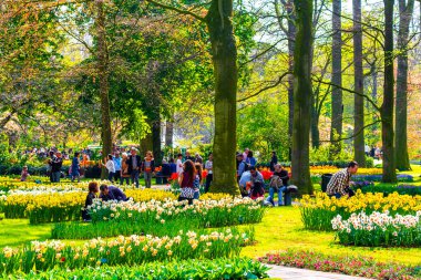 Lisse Hollanda 20 numara. Nisan 2014 Lisse Güney Hollanda 'daki Keukenhof lale parkında kırmızı turuncu laleler çiçekler ve nergisler