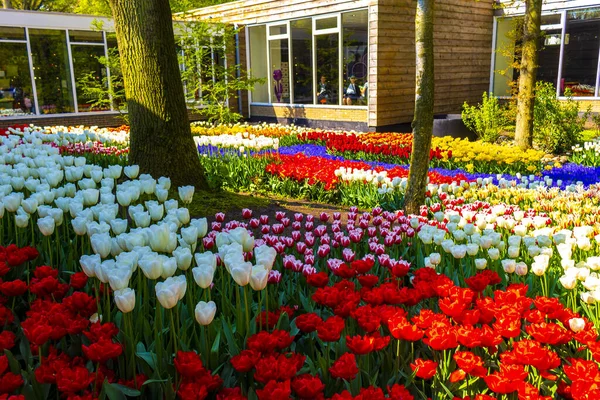 Lisse Nederland April 2014 Kleurrijke Oranjegele Tulpen Bloemen Narcissen Tulpenpark — Stockfoto