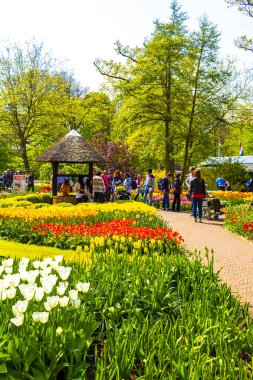 Lisse Hollanda 20 numara. Nisan 2014 Lisse Güney Hollanda 'daki Keukenhof lale parkında kırmızı turuncu laleler çiçekler ve nergisler