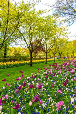 Lisse Hollanda 20 numara. Nisan 2014 Lisse Güney Hollanda 'daki Keukenhof lale parkında kırmızı turuncu laleler çiçekler ve nergisler