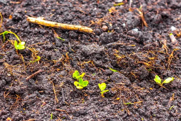 Garden Beds Soil Young Sprouts Plants Leherheide Bremerhaven Bréma Németország — Stock Fotó