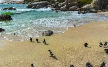 Güney Afrika penguen kolonisi gözlüklü penguen su kuşları tek penguen ve grup Simons Town Capetown Batı Afrika Capetown Güney Afrika Capetown 'da.