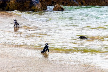 Güney Afrika penguen kolonisi gözlüklü penguen su kuşları tek penguen ve grup Simons Town Capetown Batı Afrika Capetown Güney Afrika Capetown 'da.