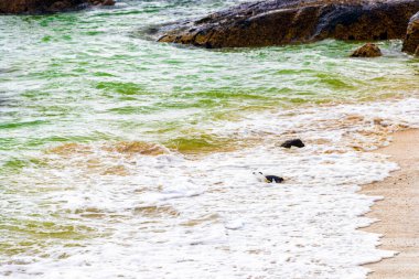 Güney Afrika penguen kolonisi gözlüklü penguen su kuşları tek penguen ve grup Simons Town Capetown Batı Afrika Capetown Güney Afrika Capetown 'da.