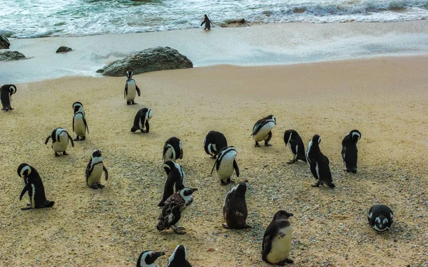Pingwiny Południowoafrykańskie Kolonia Spektakularnych Pingwinów Wodnych Pojedynczy Pingwin Grupa Simons — Zdjęcie stockowe