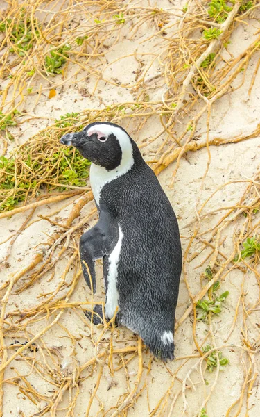 南アフリカのペンギン植民地 ペンギンは単一のペンギンとシモンズタウンケープタウンキャピタウン西ケープケープ南アフリカ南アフリカ共和国 — ストック写真