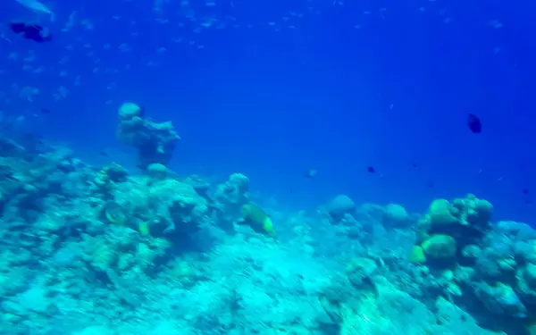 Nurkowanie Malediwach Podwodnymi Widokami Tropikalne Ryby Koralowce Turkusowych Wodach Wyspie — Zdjęcie stockowe