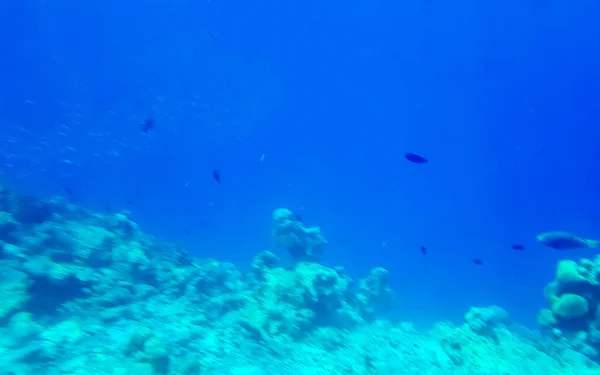Schnorcheln Auf Den Malediven Mit Unterwasserblick Auf Tropische Fischarten Türkisfarbenem — Stockfoto