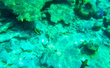 Rasdhoo Atoll Maldivleri 'ndeki Rasdhoo Adası' ndaki turkuaz sularda tropik balık mercanlarının sualtı görüntüleriyle Maldivler 'de şnorkelle yüzmek..