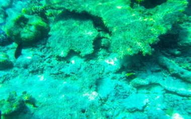 Rasdhoo Atoll Maldivleri 'ndeki Rasdhoo Adası' ndaki turkuaz sularda tropik balık mercanlarının sualtı görüntüleriyle Maldivler 'de şnorkelle yüzmek..