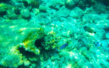 Rasdhoo Atoll Maldivleri 'ndeki Rasdhoo Adası' ndaki turkuaz sularda tropik balık mercanlarının sualtı görüntüleriyle Maldivler 'de şnorkelle yüzmek..