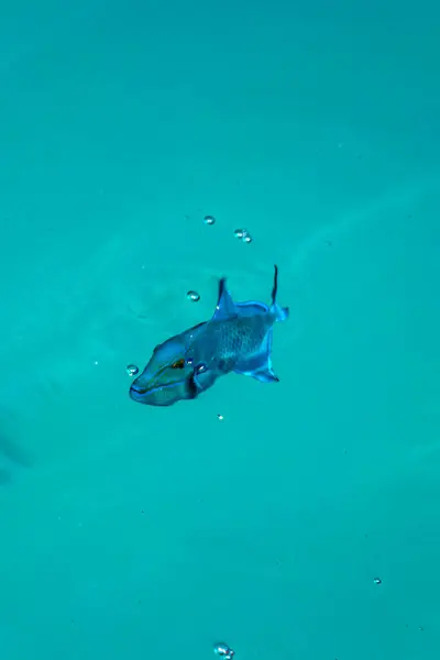 Šnorchlování Maledivách Podmořským Výhledem Tropické Ryby Korály Tyrkysových Vodách Ostrově — Stock fotografie