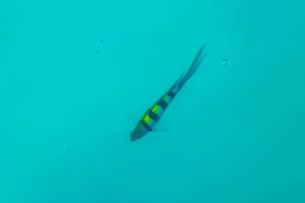 Snorkeling Στις Μαλδίβες Υποβρύχια Θέα Των Τροπικών Ψαριών Κοράλλια Γαλαζοπράσινα — Φωτογραφία Αρχείου