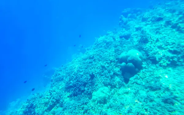 Snorklaus Malediiveilla Vedenalaisilla Näkymillä Trooppisiin Kaloihin Korallit Turkooseilla Vesillä Rasdhoo — kuvapankkivalokuva