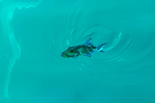 Snorkling Maldiverna Med Havsutsikt Över Tropiska Fiskar Koraller Turkosa Vatten — Stockfoto