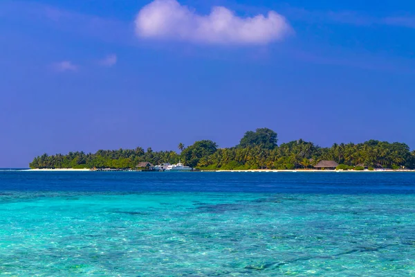 Tropik Cennet Adası Kuramathi Rasdhoo Mercan Maldivleri Nde Palmiye Ağaçları — Stok fotoğraf