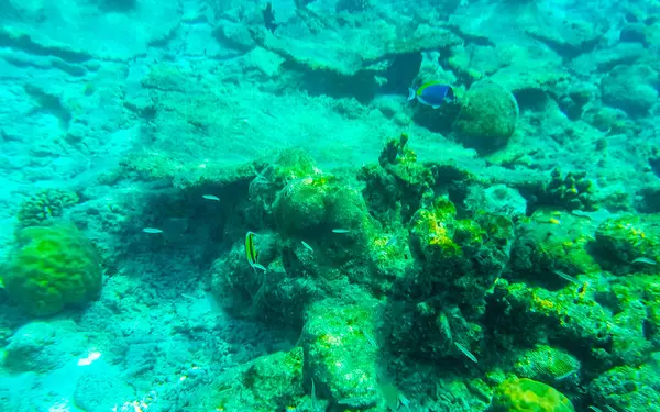 Snorkling Maldiverna Med Havsutsikt Över Tropiska Fiskar Koraller Turkosa Vatten — Stockfoto