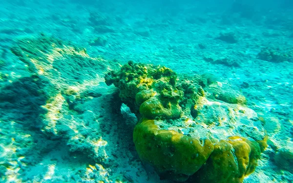 Mergulho Com Snorkel Nas Maldivas Com Vistas Subaquáticas Peixes Tropicais — Fotografia de Stock