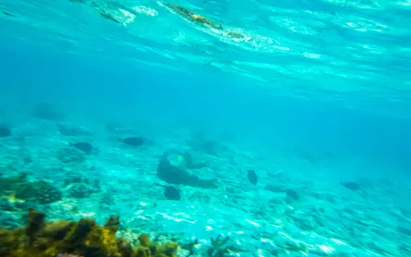 Búvárkodás Maldív Szigeteken Vízalatti Kilátás Trópusi Halakra Korallok Türkiz Vizeken — Stock Fotó