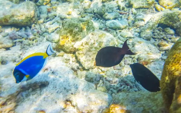 Esnórquel Las Maldivas Con Vistas Submarinas Peces Tropicales Corales Aguas —  Fotos de Stock