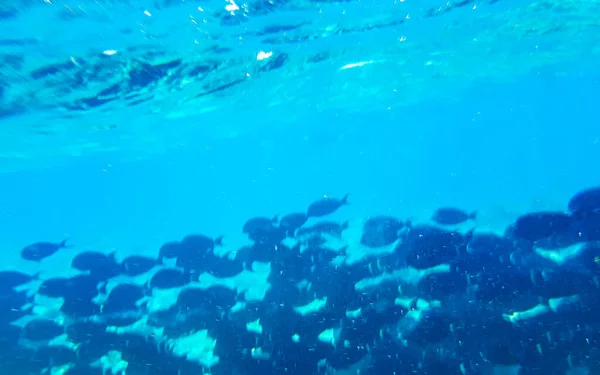 在马尔代夫潜水 俯瞰着拉什德沃环礁岛上绿松石水域的热带鱼珊瑚 — 图库照片