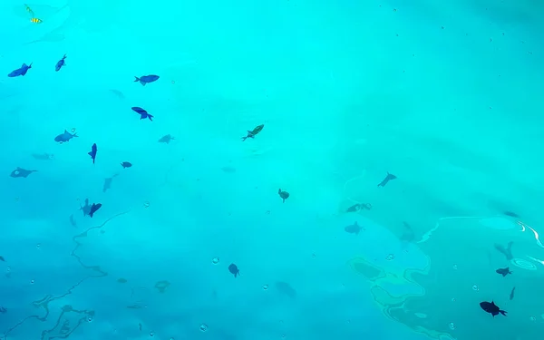 Снорклінг Мальдівах Підводним Видом Тропічну Рибу Корали Бірюзових Водах Острові — стокове фото